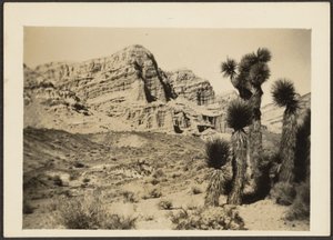 [Landschaft mit Joshua-Bäumen] von Louis Fleckenstein