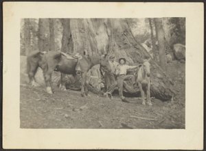 Männer und Packpferde in Waldlichtung