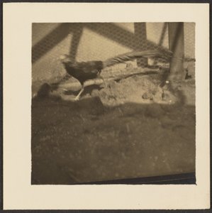 Fasan im Käfig von Louis Fleckenstein