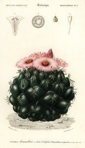 Bienenkorb-Kaktus, Coryphantha elephantidens (Gravur)