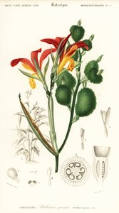 Indisches Blumenrohr, Canna indica (Gravur) von Louis Joseph Edouard Maubert