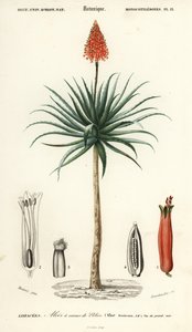 Krantz-Aloe, Aloe arborescens (Kupferstich) von Louis Joseph Edouard Maubert