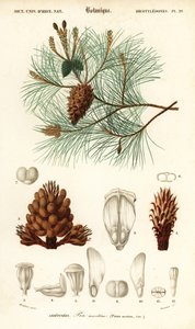Seekiefer oder Cluster-Kiefer, Pinus pinaster (Stich)