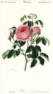 Provence-Rose, Rosa x centifolia (Gravur)