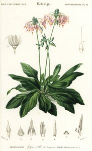 Sternschnuppe oder östliche Sternschnuppe, Dodecatheon meadia von Louis Joseph Edouard Maubert