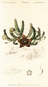 Sternblume, Orbea variegata (Gravur)