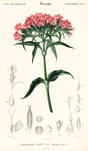 Bartnelke, Dianthus barbatus
