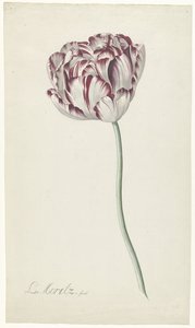 Tulpe von Louis Moritz