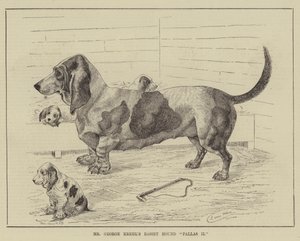Mr. George Krehls Basset Hound Pallas II von Louis Wain