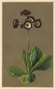 Hybride Aurikel, 1830