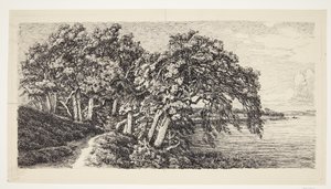 Alte Eichen bei Hald Sø