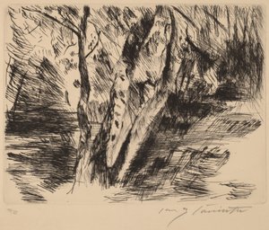 Birkenstämme im Tiergarten