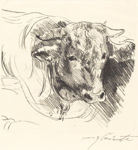 Stierkopf von Lovis Corinth
