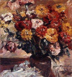 Zinnien