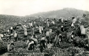 Teepflücken, Hochlandplantage, Ceylon, ca. 1900-1930 von Ltd. Ceylon Plâté