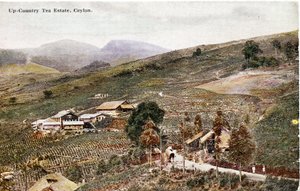 Teeplantage im Hochland, Ceylon, ca. 1900-20 (handkolorierte Fotografie) von Ltd. Ceylon Plâté