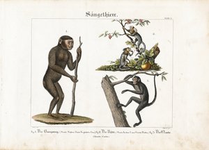 Primaten: Orang-Utan, Gewöhnlicher Marmoset und Spinnenaffe