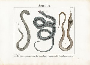Giftige Schlangen: Viper, Strumpfbandnatter und Kobra