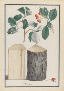 Studien der Blätter, Blüten, Früchte und des Stammes einer Mehlbeere Sorbus subgenus Aria, 1788 von Ludwig Pfleger