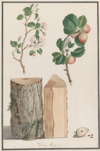 Studien des Stammes, der Blüten und Früchte eines wilden Apfelbaums Malus sylvestris von Ludwig Pfleger