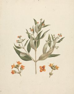 Avicennia marina (Forssk.) Vierh. (Weiße Mangrove): fertige Zeichnung eines blühenden Triebs mit Blütendetails von Luigi Balugani