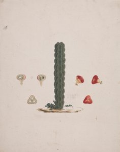 Euphorbia abyssinica J.F. Gmel. (Äthiopischer Wolfsmilchbaum): fertige Zeichnung eines einzelnen Stammes, mit Details von ganzen und zerlegten Früchten