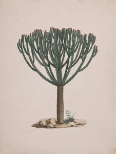 Euphorbia abyssinica J.F. Gmel. (Äthiopischer Wolfsmilchbaum): fertige Zeichnung der Baumform