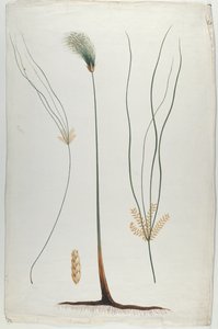 Papyrus (Pflanzen- und Wurzeldetail), nach James Abyssinian Bruce (1730-94) von Luigi Balugani