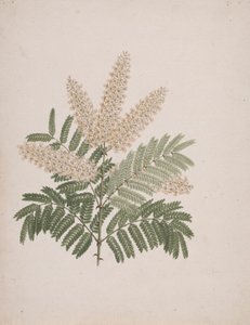 Pterolobium stellatum (Forssk): fertige Zeichnung von Luigi Balugani