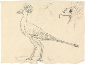 Sekretärvogel