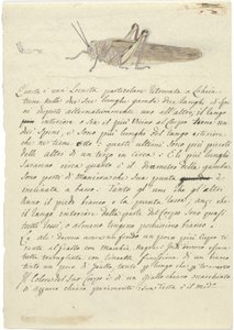 Studie einer Heuschrecke, aus Verschiedene Skizzen in Umschlag von Luigi Balugani