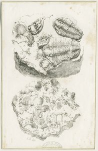 Dudley - Fossilien: Lithografie, um 1825