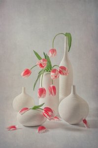  von Lydia Jacobs