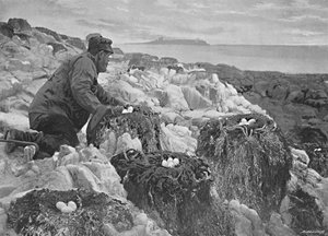 Kormorannester, Farne-Inseln, ca. 1896