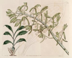 Illustration von Catasetum cristatum von M. Hart