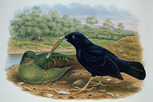 Ptilonorhyncus Violaceus, Satinlaubenvogel