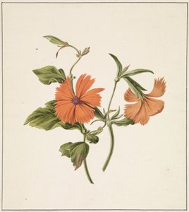 Gelbe Chinesische Rose (Rosa Chinensis Lutea)