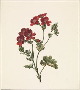 Rote Blume