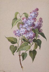 Flieder von Madame Peigne