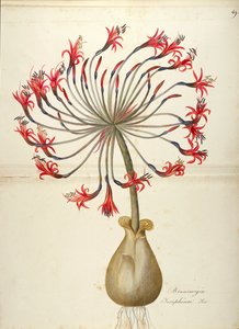 Josephines Lilie (Brunsvigia josephinae), Amaryllidaceae