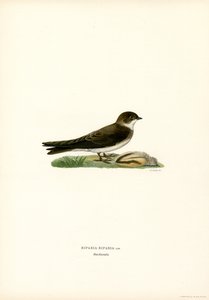 Uferschwalbe
