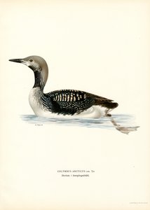 Eistaucher