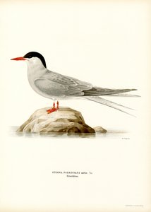 Küstenseeschwalbe von Magnus Ferdinand and Wilhelm von Wright