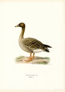 Saatgans