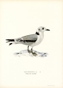 Dreizehenmöwe