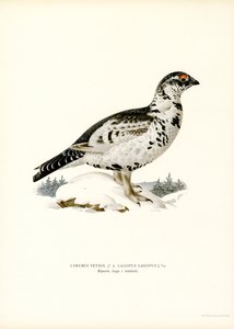 Birkhuhn x Moorschneehuhn von Magnus Ferdinand and Wilhelm von Wright