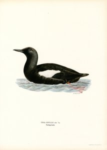 Gryllteiste von Magnus Ferdinand and Wilhelm von Wright