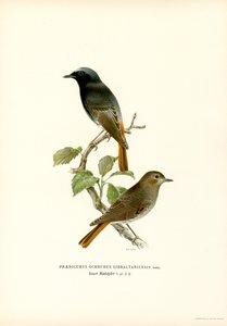Schwarzkehlchen von Magnus Ferdinand and Wilhelm von Wright