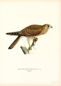 Turmfalke