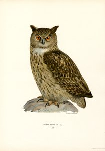 Uhu von Magnus Ferdinand and Wilhelm von Wright